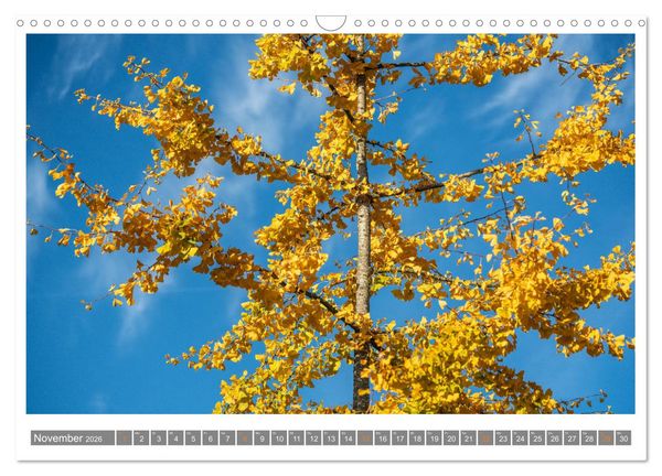 Produktbild: Mit Ginkgo biloba durch das Jahr (Wandkalender 2026 DIN A3 quer), CALVENDO Monatskalender