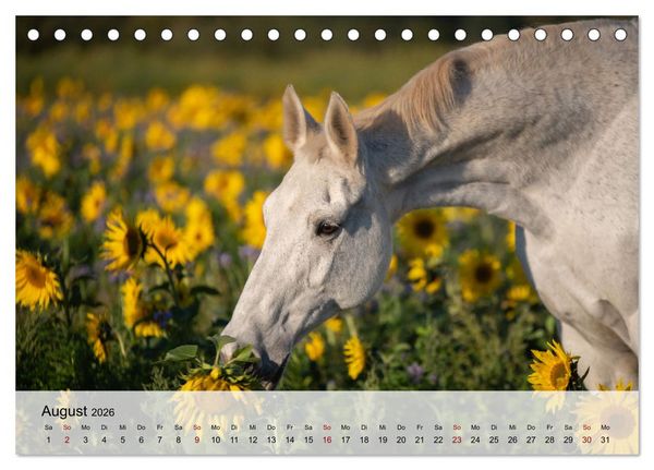 Produktbild: Pferde 2026 Kraft und Anmut (Tischkalender 2026 DIN A5 quer), CALVENDO Monatskalender