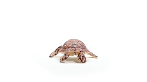 Produktbild: schleich&reg; 14876 Echte Karettschildkr&ouml;te