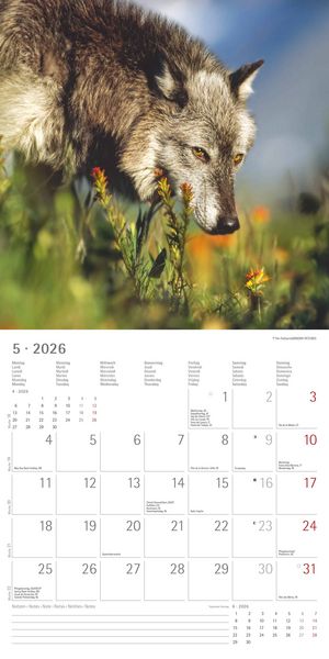 Produktbild: Wölfe 2026 - Broschürenkalender 30x30 cm (30x60 geöffnet) - Kalender mit Platz für Notizen - Wolves - Bildkalender - Wandplaner - Alpha Edition