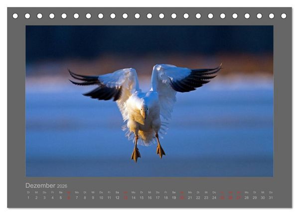 Produktbild: V&Ouml;GEL (Tischkalender 2026 DIN A5 quer), CALVENDO Monatskalender