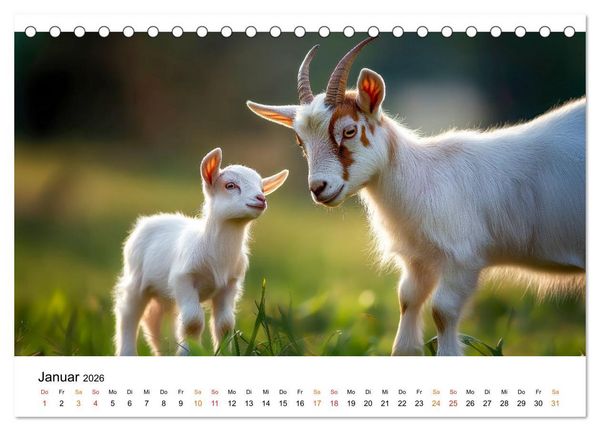 Produktbild: Ziegen - Bocksprung durch das Jahr (Tischkalender 2026 DIN A5 quer), CALVENDO Monatskalender