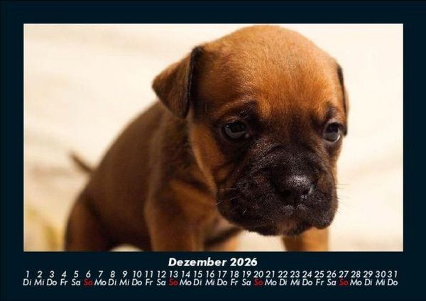 Produktbild: Der Hundekalender 2026 Fotokalender DIN A5