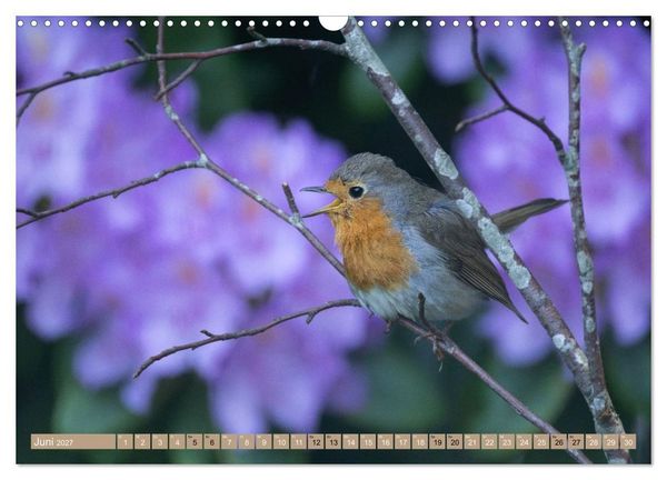 Produktbild: Robin, das s&uuml;&szlig;e Rotkehlchen (Wandkalender 2027 DIN A3 quer), CALVENDO Monatskalender