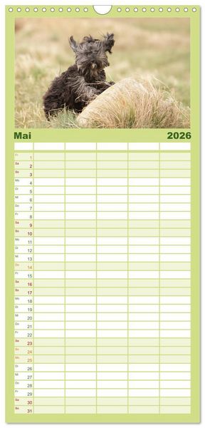 Produktbild: Familienplaner 2026 - Havaneser - Wirbelwinde aus Kuba mit 5 Spalten (Wandkalender, 21 x 45 cm) CALVENDO