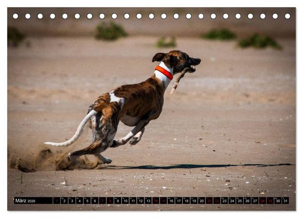 Produktbild: Windhunde - eine Leidenschaft (Tischkalender 2026 DIN A5 quer), CALVENDO Monatskalender