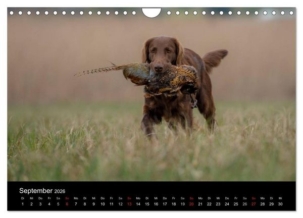 Produktbild: Jagdhunde bei der Arbeit (Wandkalender 2026 DIN A4 quer), CALVENDO Monatskalender