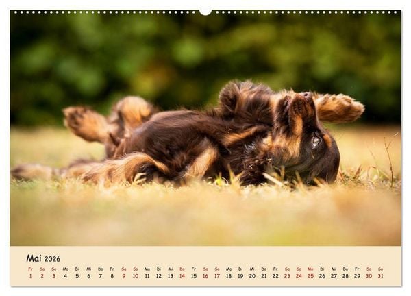 Produktbild: Elvis ein Engl. Cocker Spaniel wird Gro&szlig; (Wandkalender 2026 DIN A2 quer), CALVENDO Monatskalender