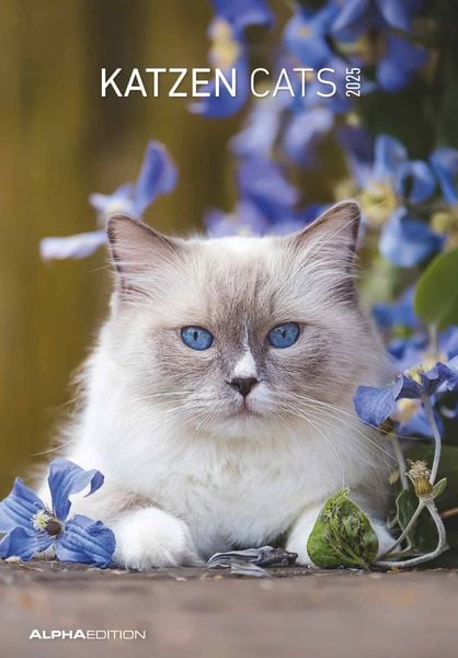 Katzen 2025 - Bildkalender 23,7x34 cm - Kalender mit Platz für Notizen - mit vielen Zusatzinformationen - Cats - Wandkal