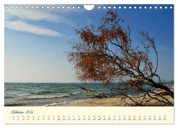 Produktbild: OSTSEEGL&Uuml;CK - Gl&uuml;cksmomente auf dem Dar&szlig; (Wandkalender 2026 DIN A4 quer), CALVENDO Monatskalender