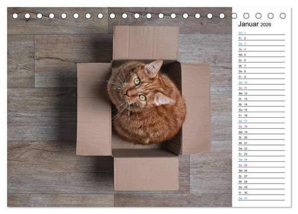 Produktbild: Karton Katzen (Tischkalender 2026 DIN A5 quer), CALVENDO Monatskalender