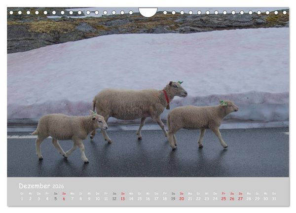 Produktbild: Ganz sch&ouml;n Schaf (Wandkalender 2026 DIN A4 quer), CALVENDO Monatskalender