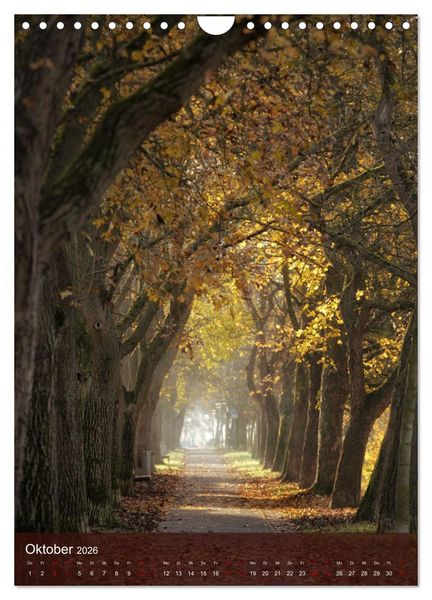 Produktbild: Klimaretter Baum (Wandkalender 2026 DIN A4 hoch), CALVENDO Monatskalender