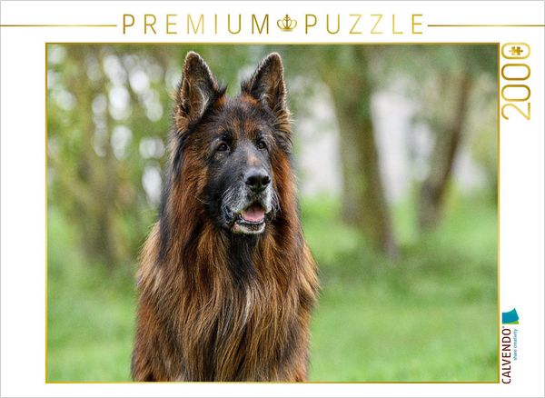 CALVENDO Puzzle 10 jähriger Langstockhaar Schäferhund | 2000 Teile Lege-Größe 90x67cm Foto-Puzzle für glückliche Stunden