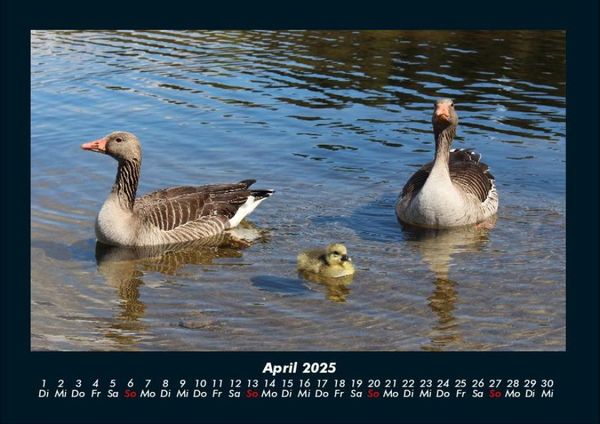 Produktbild: Enten 2025 Fotokalender DIN A4