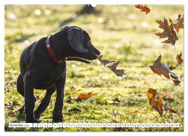Produktbild: Weimaraner-Labrador (hochwertiger Premium Wandkalender 2026 DIN A2 quer), Kunstdruck in Hochglanz