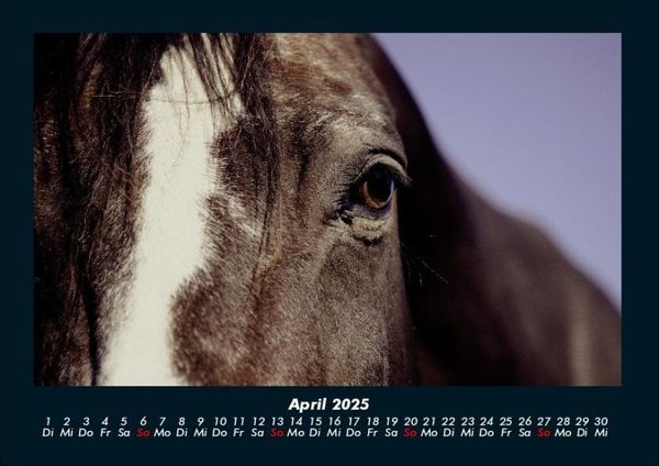 Produktbild: Pferdegefl&uuml;ster 2025 Fotokalender DIN A4