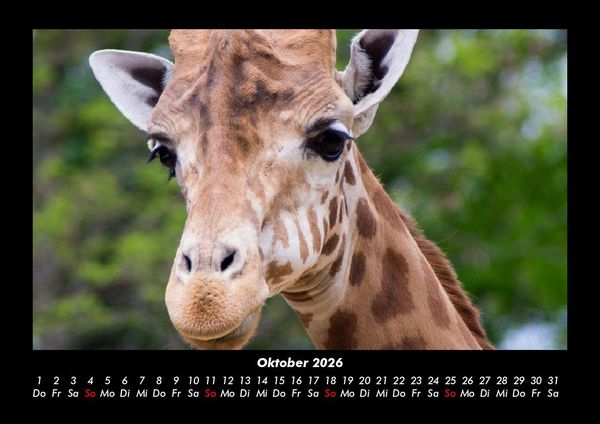 Produktbild: Giraffen 2026 Fotokalender DIN A3