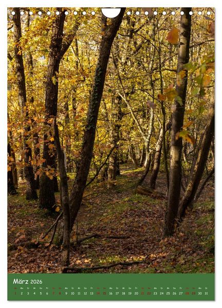 Produktbild: Ich bin dann mal im Wald (Wandkalender 2026 DIN A4 hoch), CALVENDO Monatskalender