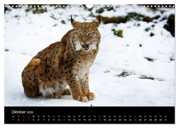 Produktbild: Luchse - Europas gr&ouml;&szlig;te Katzen (Wandkalender 2026 DIN A3 quer), CALVENDO Monatskalender