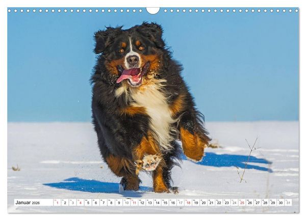 Produktbild: Schweizer Sennenhunde - die Hunde aus den Schweizer Alpen (Wandkalender 2026 DIN A3 quer), CALVENDO Monatskalender