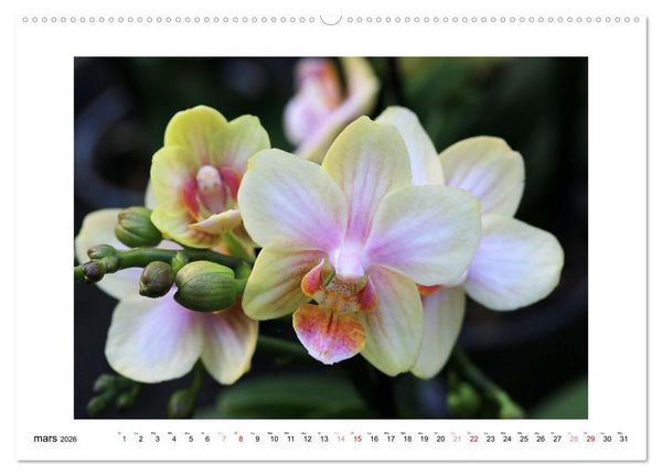 Produktbild: L'orchid&eacute;e Phalaenopsis (Calendrier mural 2026 DIN A2 vertical), CALVENDO calendrier mensuel