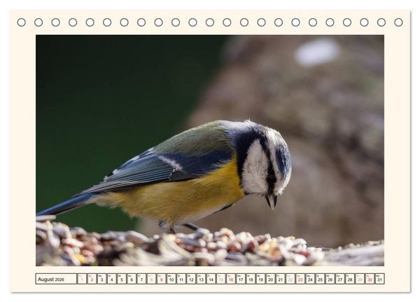 Produktbild: Gefiederte Sch&ouml;nheiten - Die Blaumeise (Tischkalender 2026 DIN A5 quer), CALVENDO Monatskalender