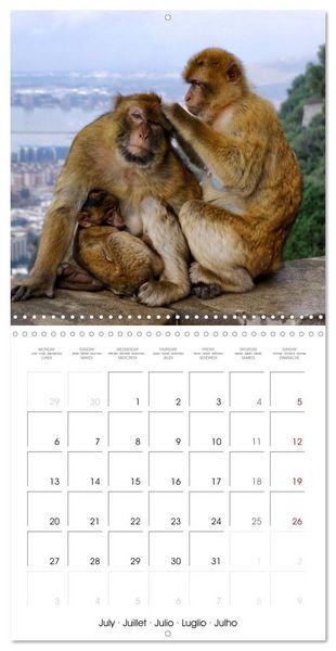 Produktbild: Gibraltar - Where Britain borders Spain (Wall Calendar 2026 12 &times; 12 Inch) CALVENDO 12 Month Wall Calendar