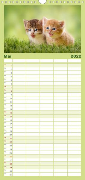 Produktbild: Familienplaner K&auml;tzchen 2022 (Wandkalender 2022 , 21 cm x 45 cm, hoch)