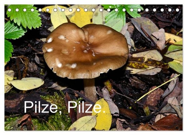 Produktbild: Pilze, Pilze (Tischkalender 2026 DIN A5 quer), CALVENDO Monatskalender