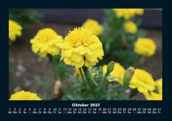 Produktbild: Pflanzen und Bl&uuml;ten 2025 Fotokalender DIN A4