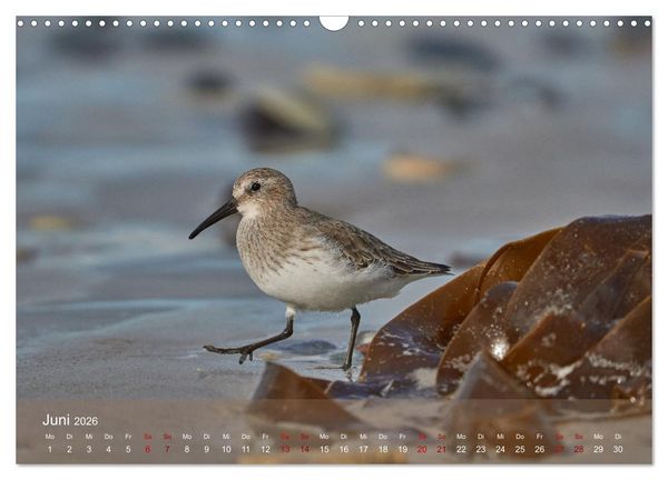 Produktbild: V&ouml;gel an Deutschlands K&uuml;sten (Wandkalender 2026 DIN A3 quer), CALVENDO Monatskalender