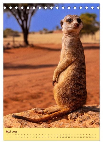 Produktbild: Erdm&auml;nnchen - Eine Kolonie in der Kalahari (Tischkalender 2026 DIN A5 hoch), CALVENDO Monatskalender