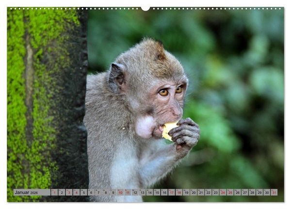 Produktbild: AFFEN AUS ASIEN Indonesien, Thailand, Indien (Wandkalender 2026 DIN A2 quer), CALVENDO Monatskalender