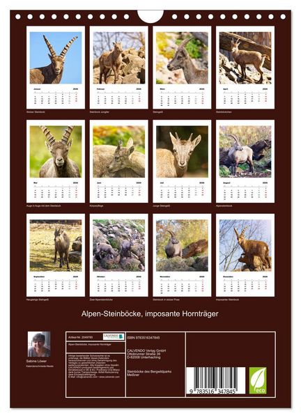 Produktbild: Alpen-Steinb&ouml;cke, imposante Horntr&auml;ger (Wandkalender 2026 DIN A4 hoch), CALVENDO Monatskalender
