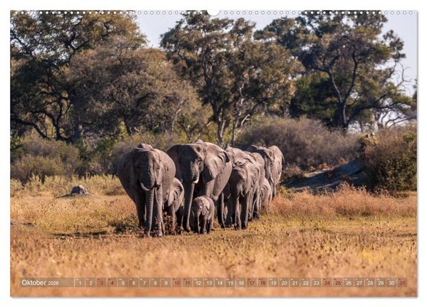 Produktbild: Elefanten in Afrika - Die mit den gro&szlig;en Ohren (Wandkalender 2026 DIN A2 quer), CALVENDO Monatskalender