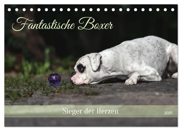 Produktbild: Fantastische Boxer - Sieger der Herzen (Tischkalender 2026 DIN A5 quer), CALVENDO Monatskalender