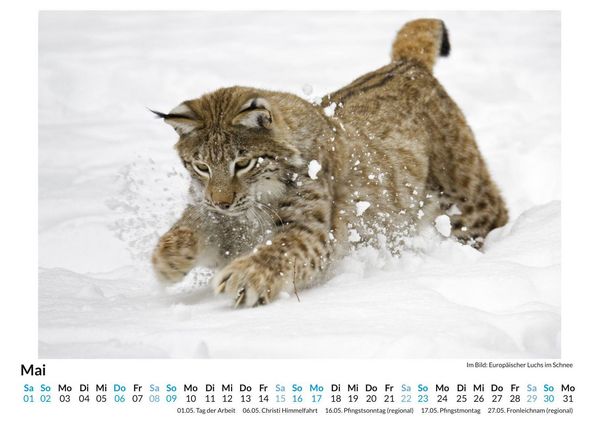 Produktbild: Tiere im Schnee