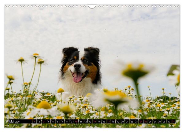 Produktbild: Australian Shepherd - Lebensfreude auf vier Pfoten (Wandkalender 2026 DIN A3 quer), CALVENDO Monatskalender