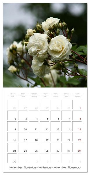 Produktbild: LE PARFUM ENVO&Ucirc;TANT DES ROSES (Calendrier mural carr&eacute; 2026 30x30 cm) Calendrier double avec une page pour vos prises de notes