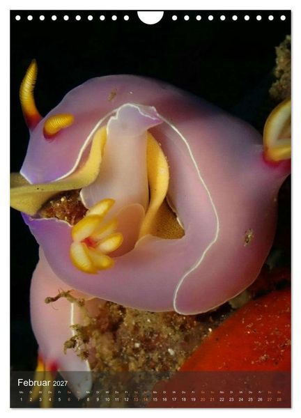 Produktbild: Nudibranches Meeresnacktschnecken aus Nord-Sulawesi (Wandkalender 2027 DIN A4 hoch), CALVENDO Monatskalender
