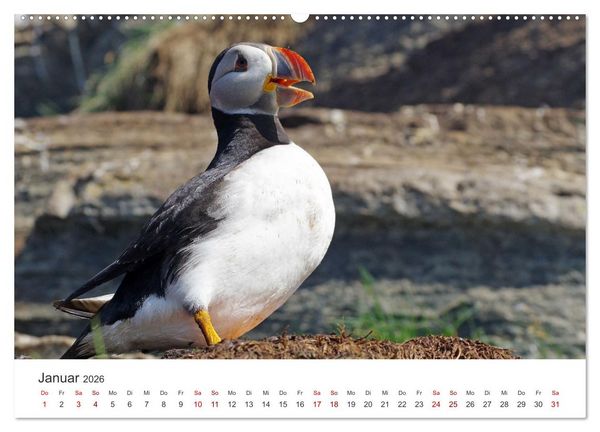 Produktbild: Papageitaucher - Clowns der nordischen Vogelwelt (hochwertiger Premium Wandkalender 2026 DIN A2 quer), Kunstdruck in Hochglanz