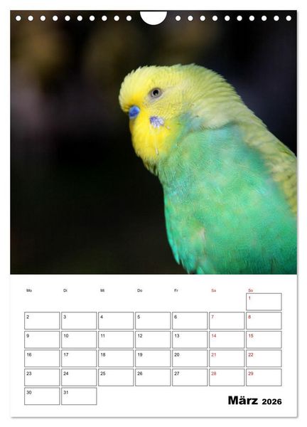 Produktbild: Wellensittichkalender Jubil&auml;umsedition - 10 Jahre Wellensittichkalender! (Wandkalender 2026 DIN A4 hoch), CALVENDO Monatskalender