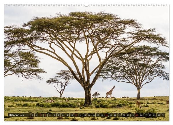 Produktbild: Kenia 2026 (Wandkalender 2026 DIN A2 quer), CALVENDO Monatskalender