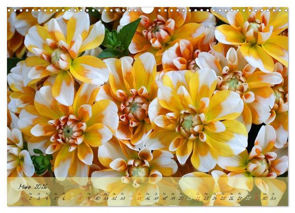 Produktbild: Bl&uuml;ten dicht an dicht (Wandkalender 2026 DIN A3 quer), CALVENDO Monatskalender