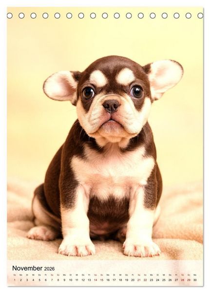 Produktbild: Frenchies Love &ndash; Kleine Schnuten ganz gro&szlig; - Franz&ouml;sische Bulldoggen Welpen unwiderstehlich s&uuml;&szlig; (Tischkalender 2026 DIN A5 hoch), CALVENDO Monatskalender