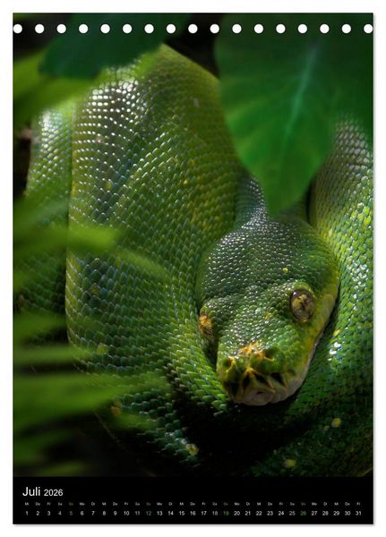Produktbild: Auge in Auge mit coolen Typen - REPTILIEN (Tischkalender 2026 DIN A5 hoch), CALVENDO Monatskalender