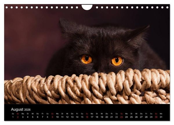 Produktbild: Schokoladige Britisch Kurzhaar Katzen (Wandkalender 2026 DIN A4 quer), CALVENDO Monatskalender