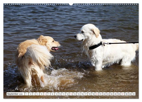 Produktbild: Golden Retriever ein treuer Begleiter (Wandkalender 2026 DIN A2 quer), CALVENDO Monatskalender