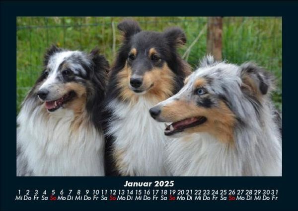 Produktbild: Hundezauber 2025 Fotokalender DIN A5